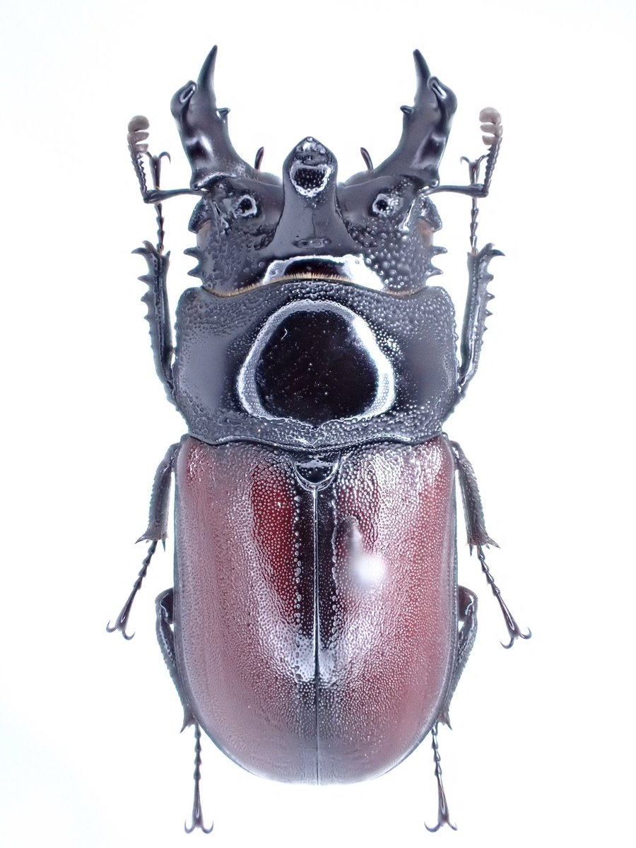 カザリツノクワガタ 𝐷𝑒𝑛𝑑𝑒𝑧𝑖𝑎 𝑟𝑒𝑛𝑖𝑒𝑟𝑖 頭部に1本の
