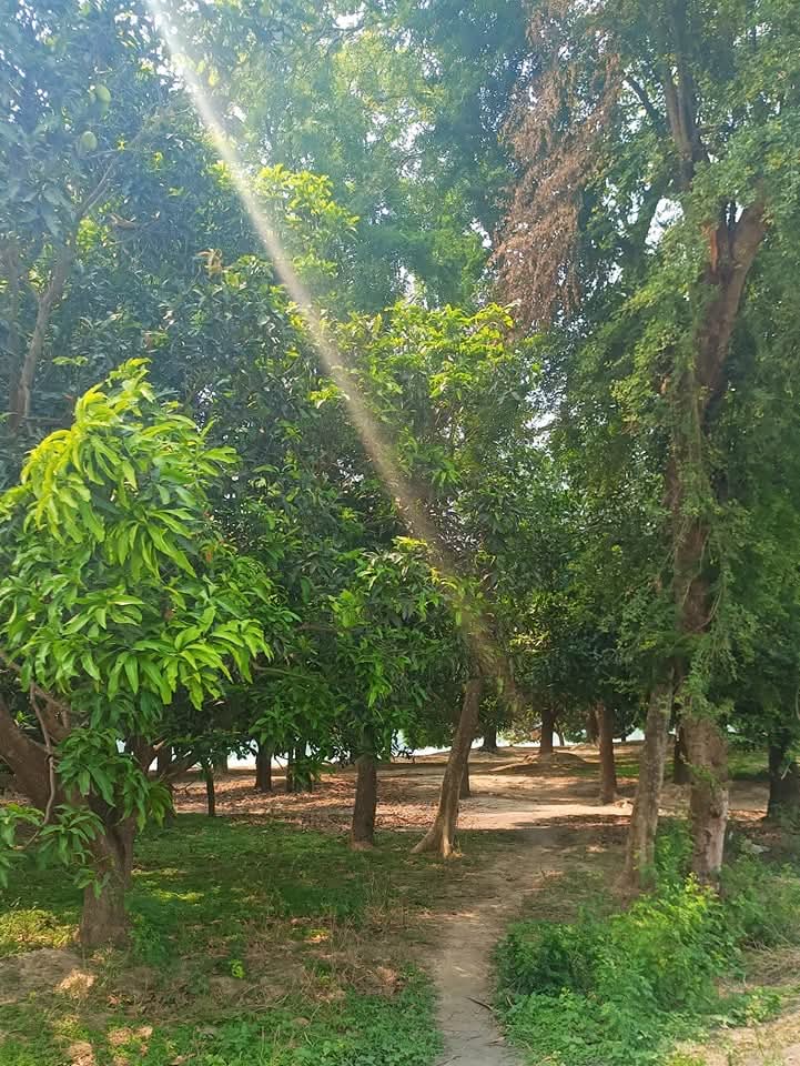 सच में ऐसा खूबसूरत वातावरण और नज़ारा देखकर हर किसी का मन मंत्रमुग्ध हो जाता है 🥰🌿🌸☘️❤️