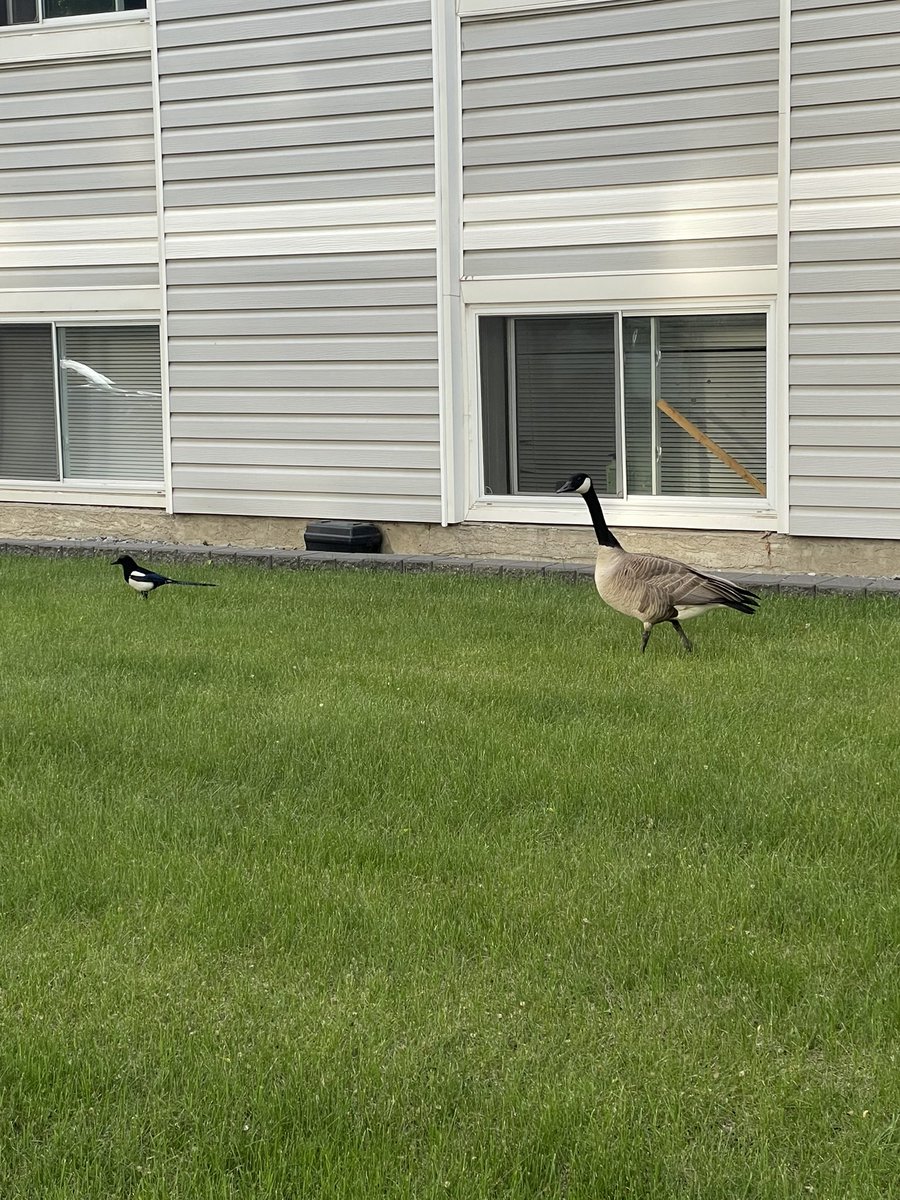 Dream blunt rotation