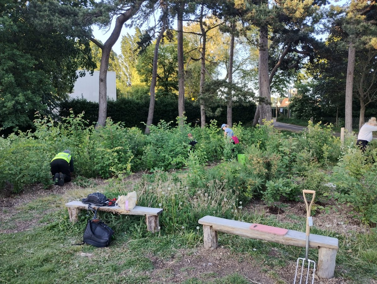 Friends of Cator and Alexandra (@catoralexandra) on Twitter photo Our amazing tiny forest🌳 18 months on and it’s looking so beautiful.. residents Penge and Beckenham raised funds to pay for this beautiful forest and <a href="/LBofBromley/">Bromley Council</a> <a href="/MayorofBromley0/">Mayor of Bromley</a> <a href="/idverde_Bromley/">Bromley Parks</a> gave significant support - this weekend we are conducting biodiversity surveys Our amazing tiny forest🌳 18 months on and it’s looking so beautiful.. residents Penge and Beckenham raised funds to pay for this beautiful forest and <a href="/LBofBromley/">Bromley Council</a> <a href="/MayorofBromley0/">Mayor of Bromley</a> <a href="/idverde_Bromley/">Bromley Parks</a> gave significant support - this weekend we are conducting biodiversity surveys