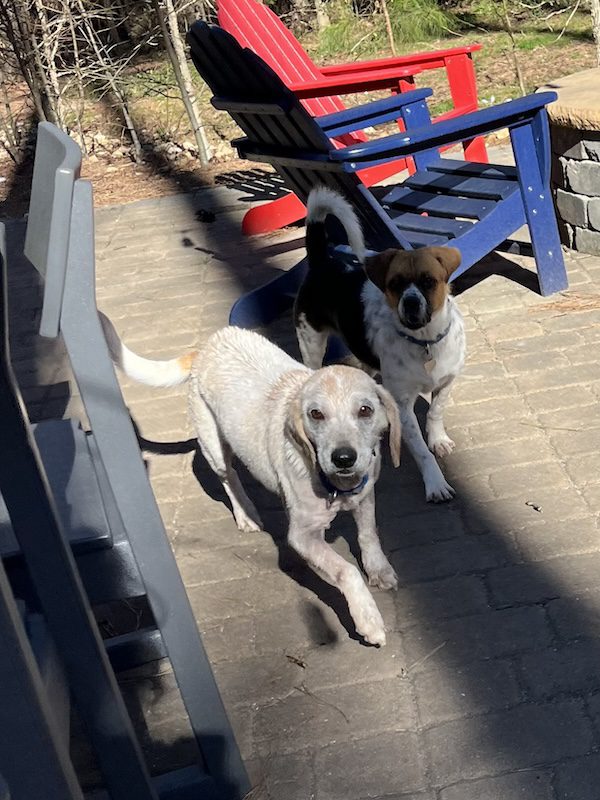 Adoptable #beagle of the day GINGER tribeagles.org/product/ginger…