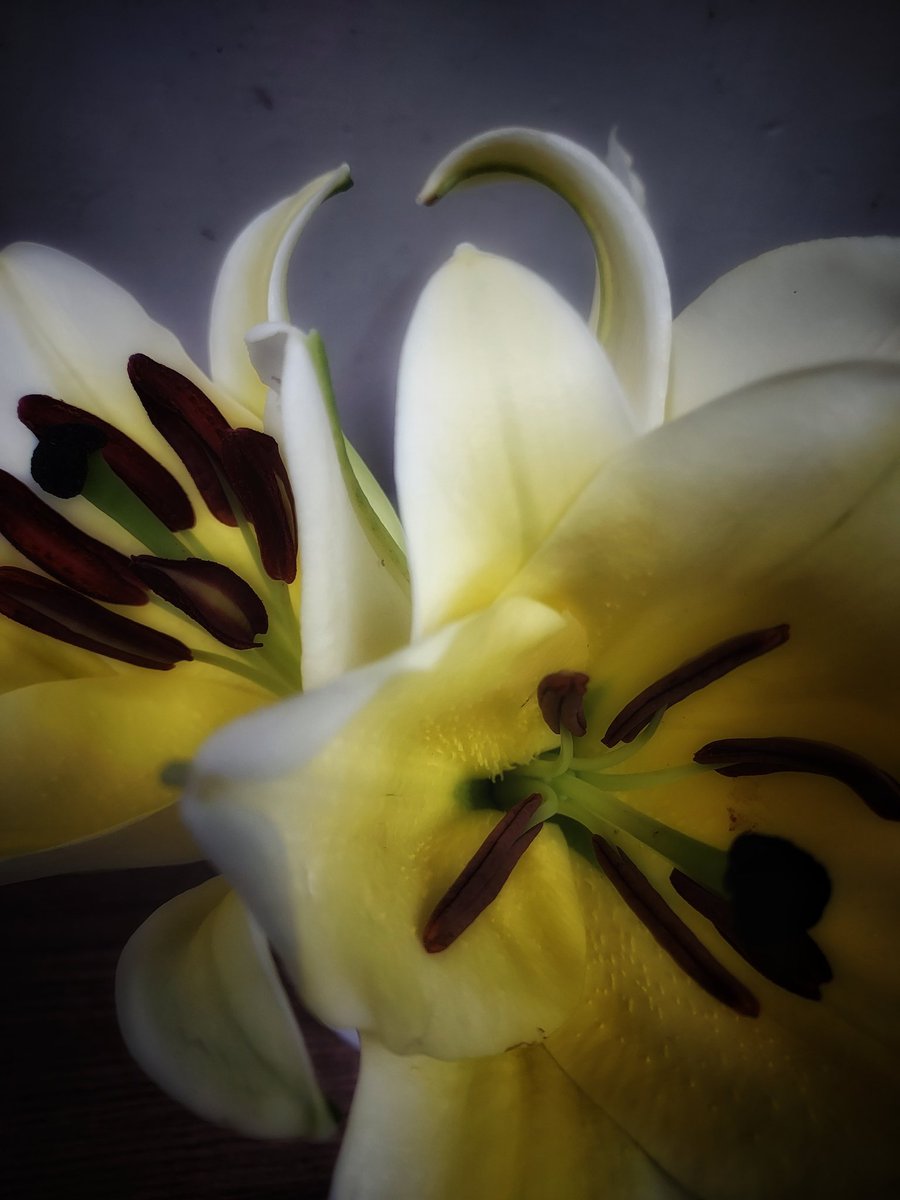 百合の花

#originalartwork #Taiwan #flower 
©️skinskin 煉瓦の小道