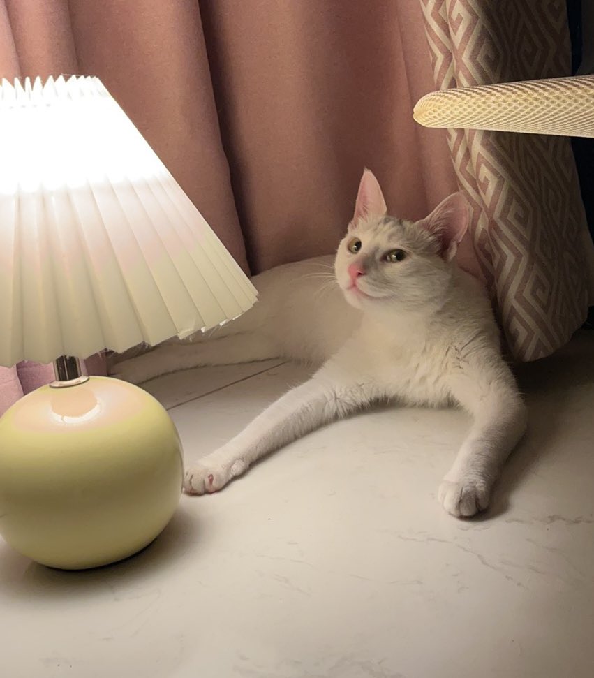 回家一个月后比之前胖了快3斤，肉眼可见身体大了一圈，咪咪你之前跟着我过了好久苦日子……