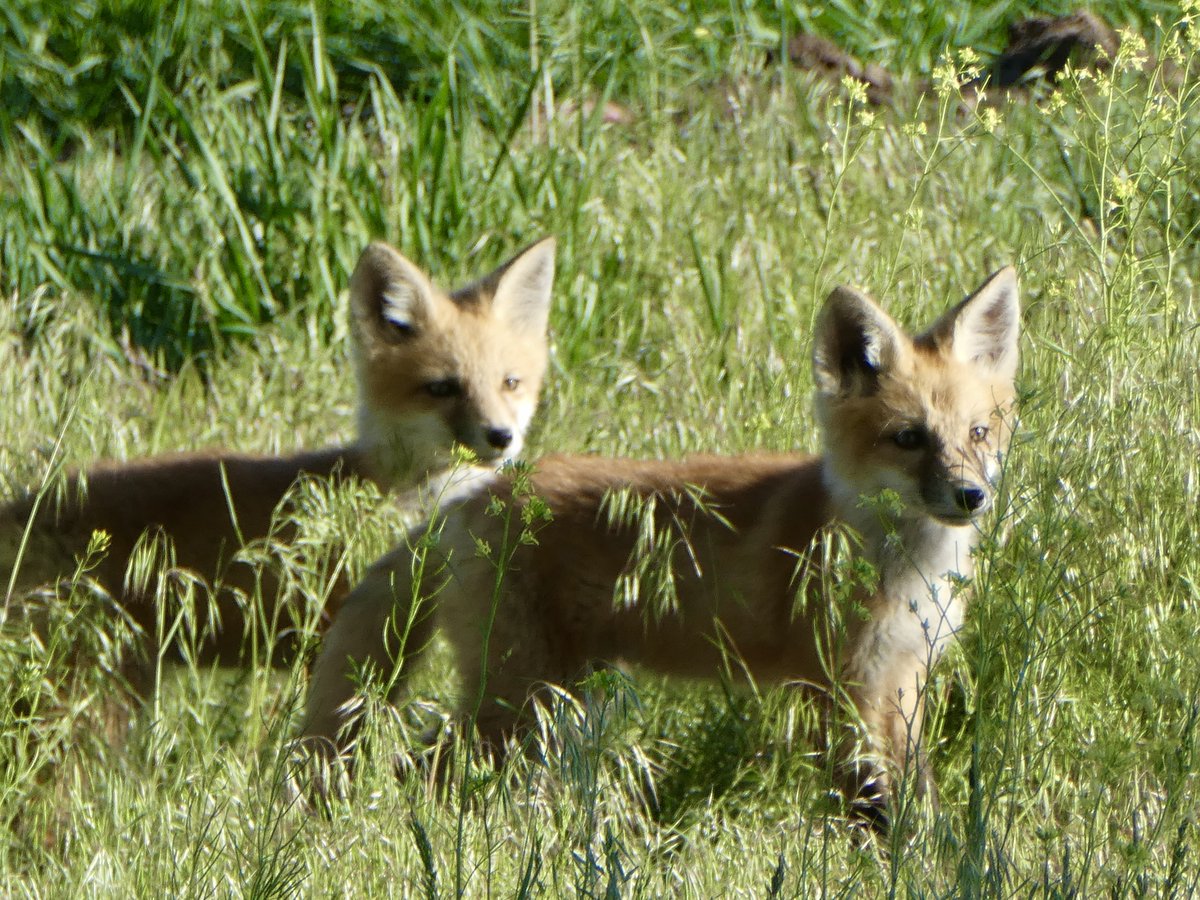 sallymauk's tweet image. The fox fixation continues…
#foxkits