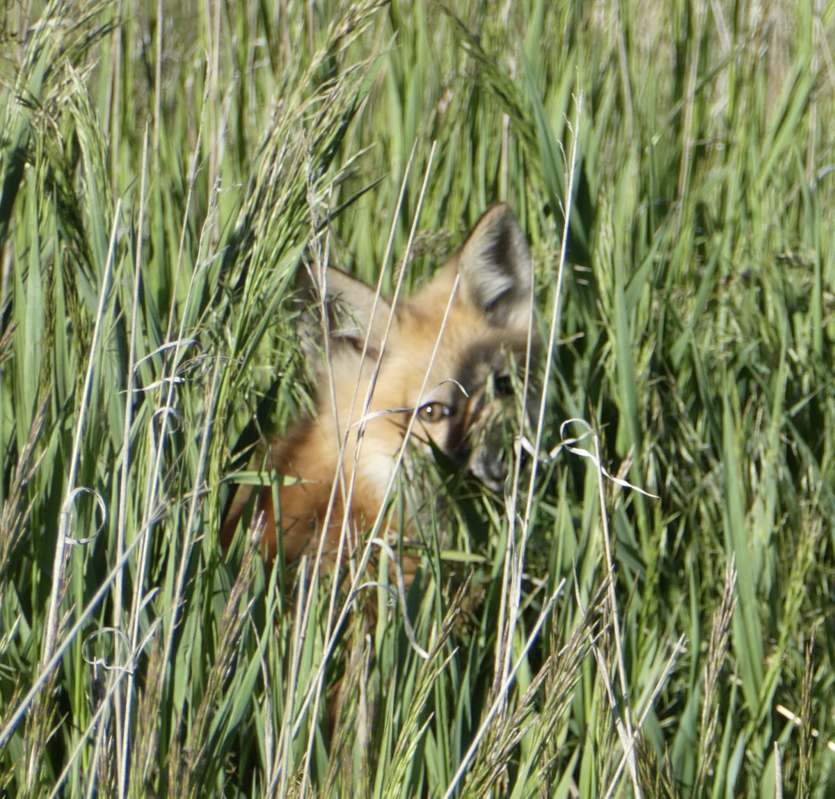 sallymauk's tweet image. The fox fixation continues…
#foxkits