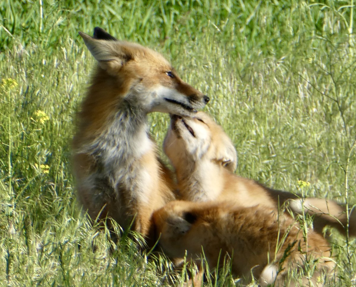 sallymauk's tweet image. The fox fixation continues…
#foxkits