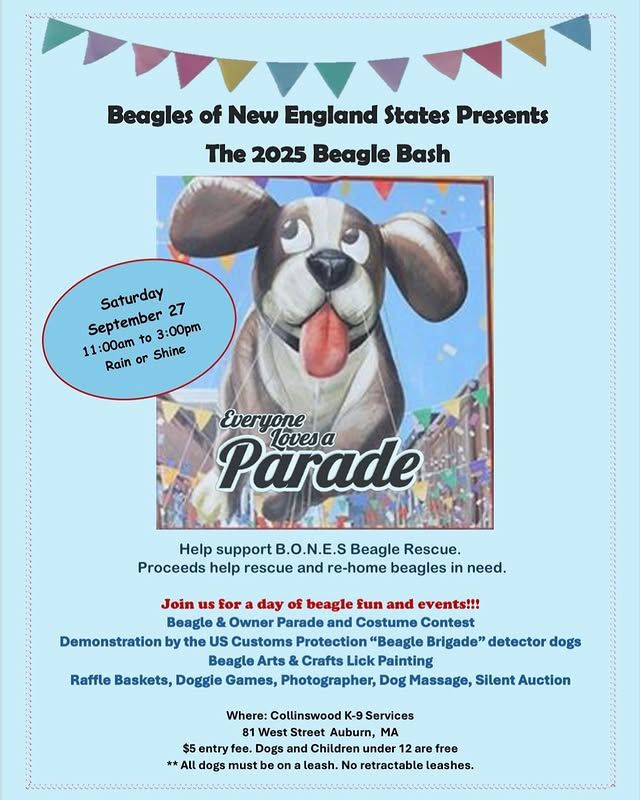 Let the good times roll on Sat, Sept 27th, when the 21st Beagle Bash puts on a beagle parade! Join B.O.N.E.S from 11 am-3 pm at the Collinswood K-9 Services in Auburn, MA, for all things #beagle! #dogsofx #Goodtimes #MA
#bonesbeaglebash2025 #bonesbeaglebash