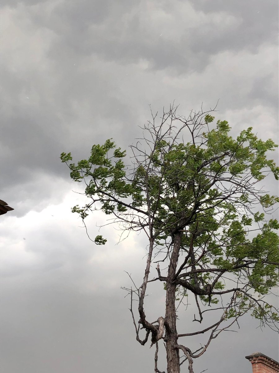 mjqqjss's tweet image. 雲がどんどん厚くなってきて、小雨が降りそうな雰囲気…🌫️🌧️😌