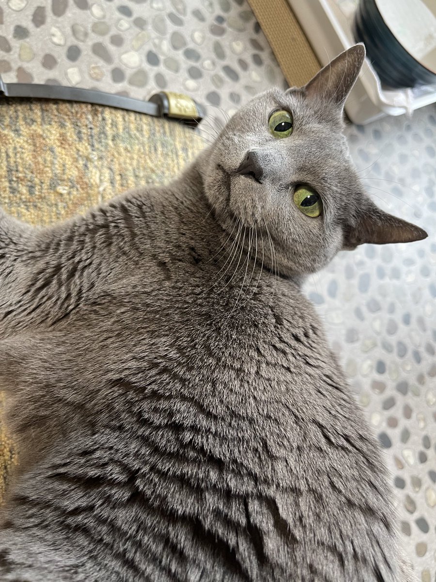 rinrin7481's tweet image. ギリ…おはようございます😊😼😸
ゆっくりし過ぎの日曜日💦
ニャンズは既に寝ています💤

左下のアクセは今私のfavです‼️
２つとも光るんです✨✨
黒猫は既に身につけましたが…ghostはまだ〜👻
どっちも可愛い💕見てるだけで癒されます😽
普段は部屋に飾ってるので夜は時々光ってます✨
今週も🙇‍♀️🙇‍♀️