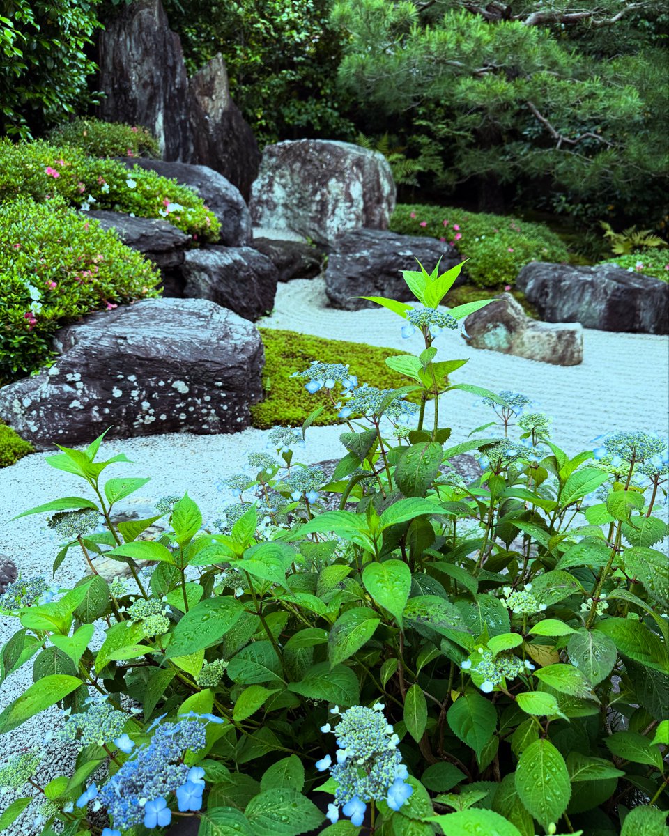 reigenin's tweet photo. 今日の #鶴鳴九皐 のお庭です。
#霊源院 #建仁寺塔頭霊源院 #鶴鳴九皐 #京都 #枯山水 #甘茶 #kyoto #zen #temple #reigenin #amacha https://t.co/TpSRGKzhbL
