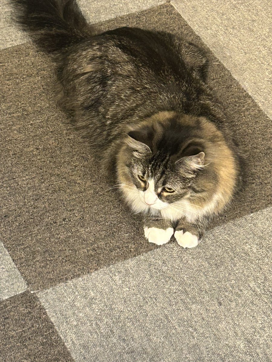 hbsdgm's tweet photo. この前、猫カフェに行ってキリンシティでビールを飲みました！猫にはめっちゃ癒された😆ビールはビールマイスターが注いでいるらしく、めちゃ美味しかった。入れ方だけでこんなにも違うのか‥ https://t.co/USeLto1FYD
