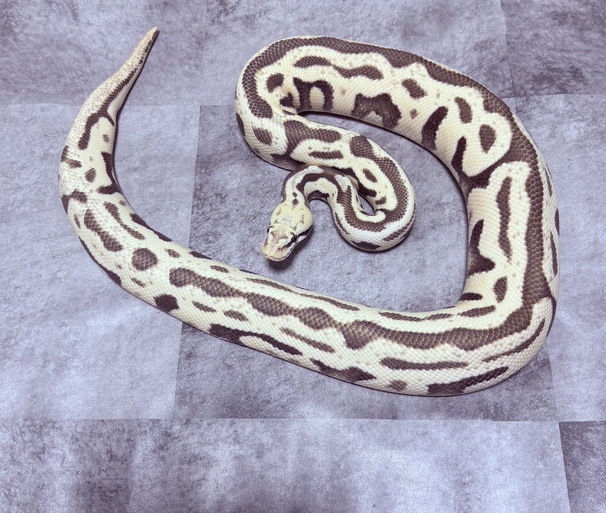 Pythonberry8's tweet image. 先日お迎えした、1.0 Leopard Spotnose Pastel  DG 50% DH Hypo Clown

お迎え後の初給餌完了🐍