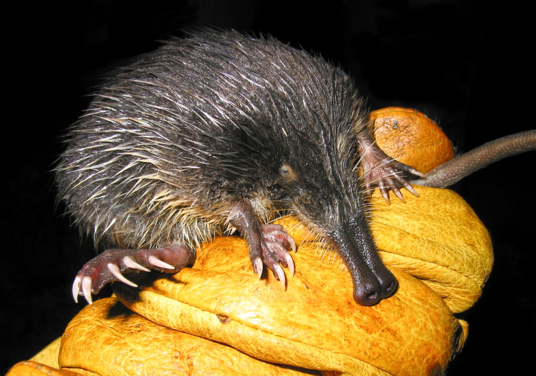 ❗️❗️ El desmán ibérico y la focha moruna pasan de “en peligro” a “situación crítica”. 

Su declive poblacional se agrava y se suman a las 7 especies más amenazadas de España ⚠️

#Biodiversidad