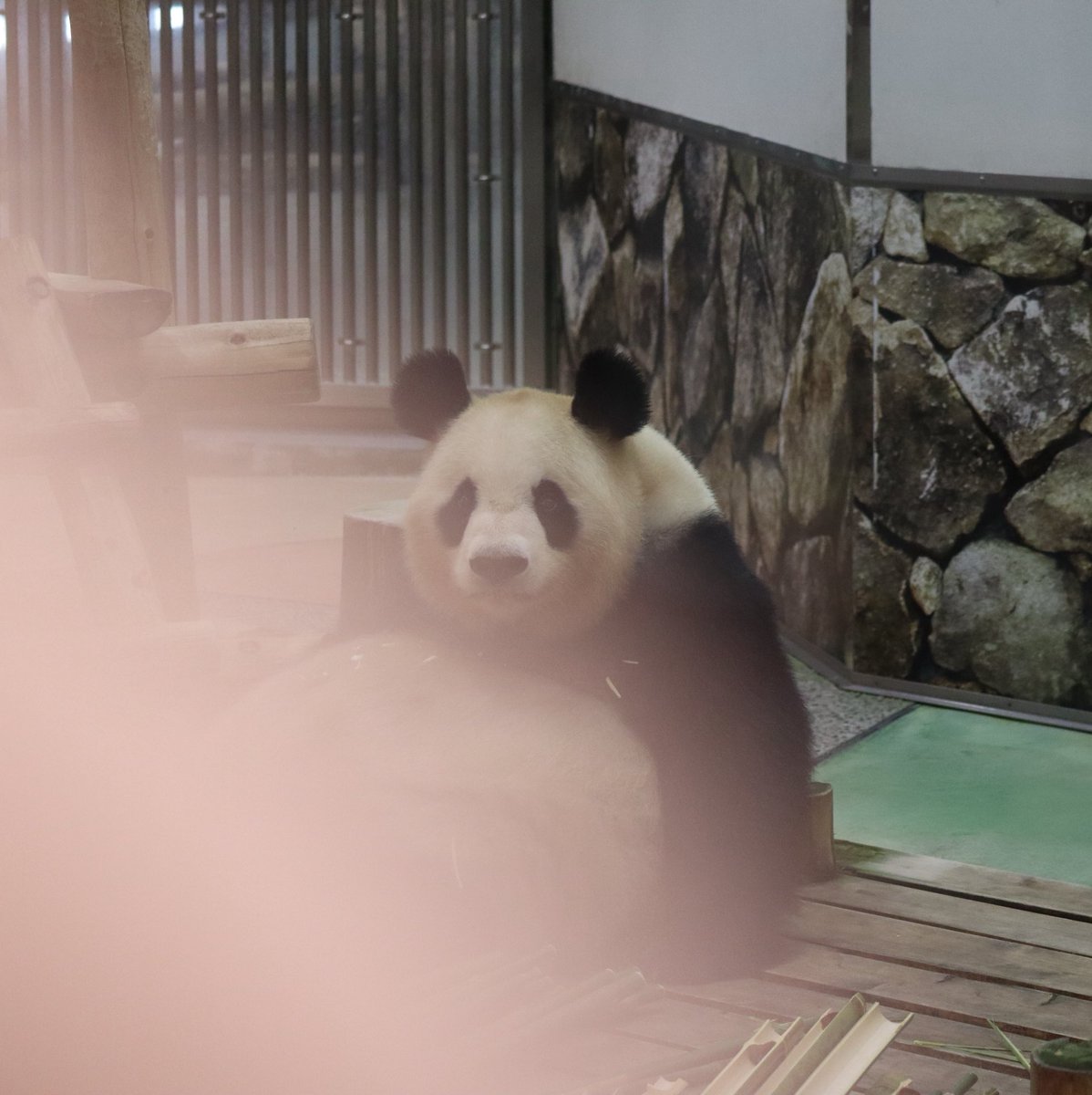 アドベンは未だかつてないほどの混み方だった😣
隙間撮影頑張った😂
それだけ、みんながパンダを見たいと願ってるのに、全頭中国に行くなんて😭
#良浜 #アドベンチャーワールド