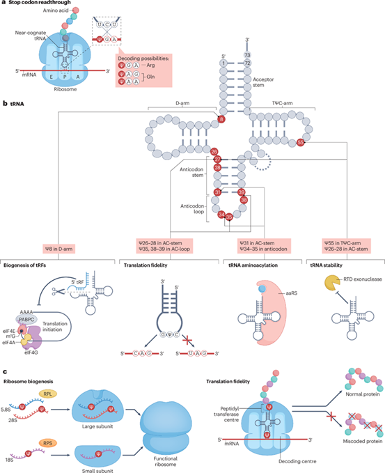 SLSPKU's tweet image. Peking Univ&apos;s Yi Chengqi team reviews pseudouridylation in RNA therapies in Nat Rev Mol Cell Biol. #PKUResearch 
nature.com/articles/s4158…