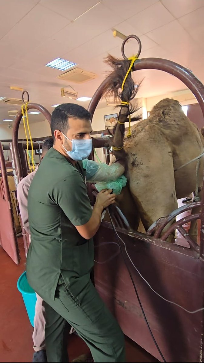 DrLOGMAN1's tweet photo. The scientific team at Advanced scientific Group has achieved an outstanding results in OPU technology in Camels with success rate between 70-85%. This success opens up greater horizons and increases the chances of success for techniques such as IVF, ICSI, and cloning in camels. https://t.co/ioMCC8nWcC