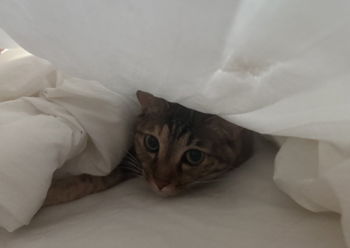 고앵이 실수로 발로 쳤는데 엄청 작은 소리로 자기 여기 있으니 치지 말라는 뜻의 야옹~함