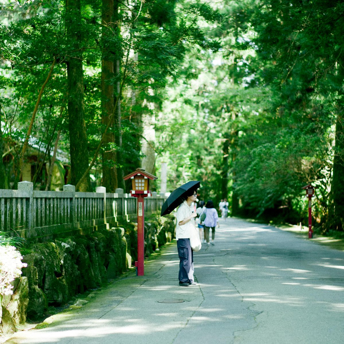 meow_photo's tweet image. 神社の朱色って自然の緑に似合うようにって意味もあるんじゃないかと思う