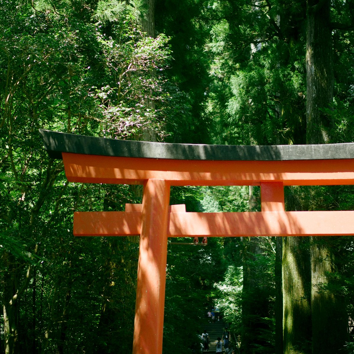 meow_photo's tweet image. 神社の朱色って自然の緑に似合うようにって意味もあるんじゃないかと思う