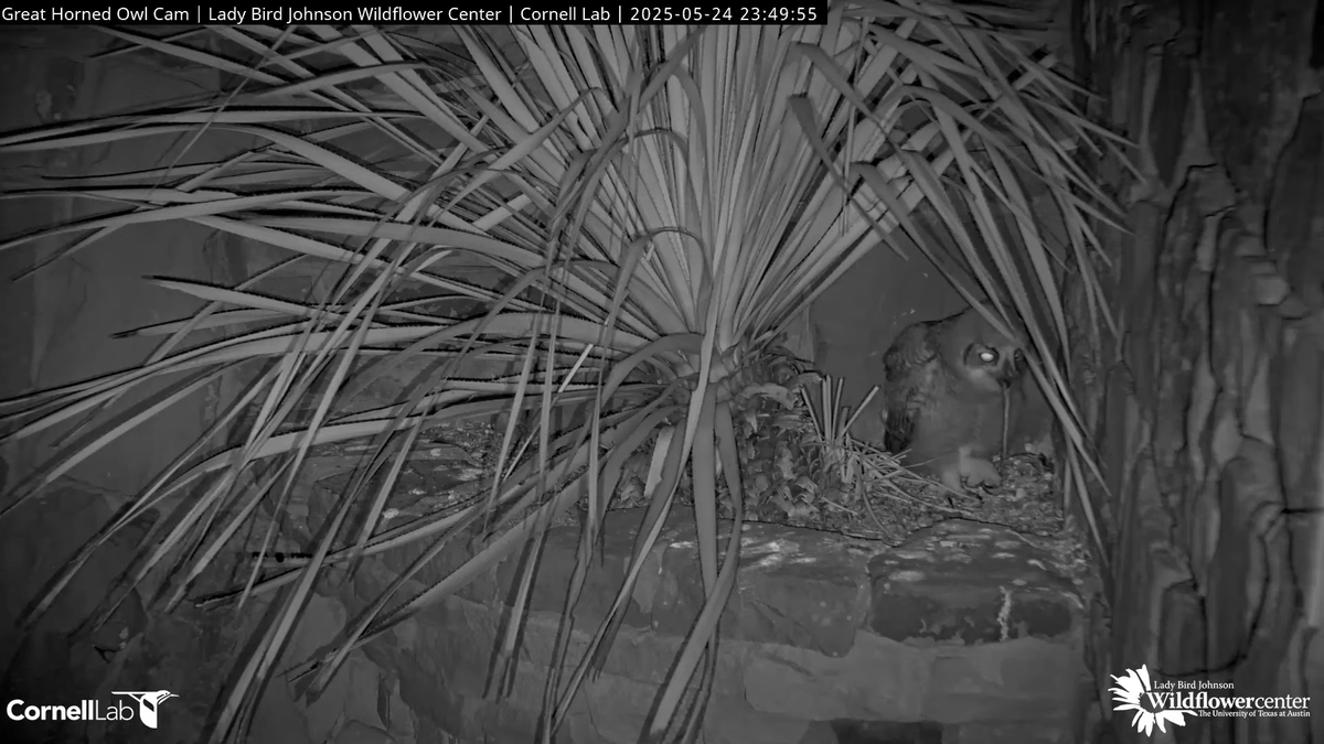 23:47, 5/25   Prey drop .... good to the last drop (er, tail)