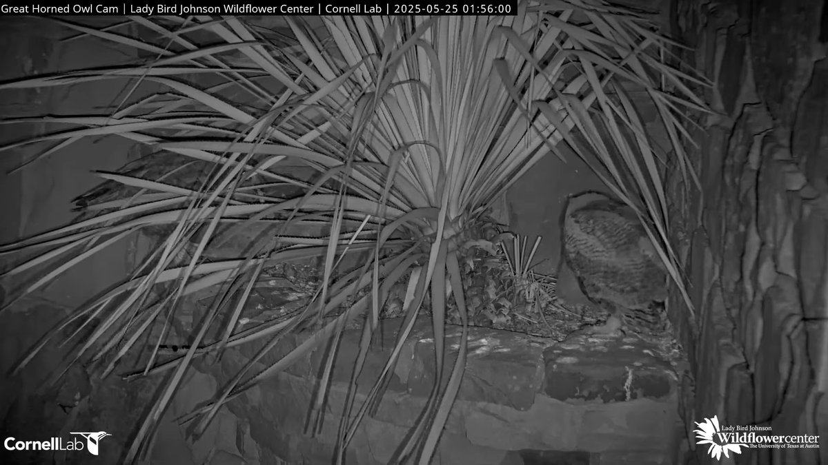 00:15 and 01:56, 5/25   Two more prey drops .... good eating on the ledge