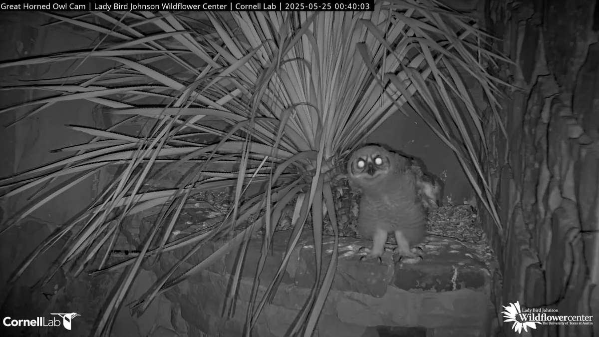 00:40, 5/25   Owlet on the edge.....go time??  (No!)