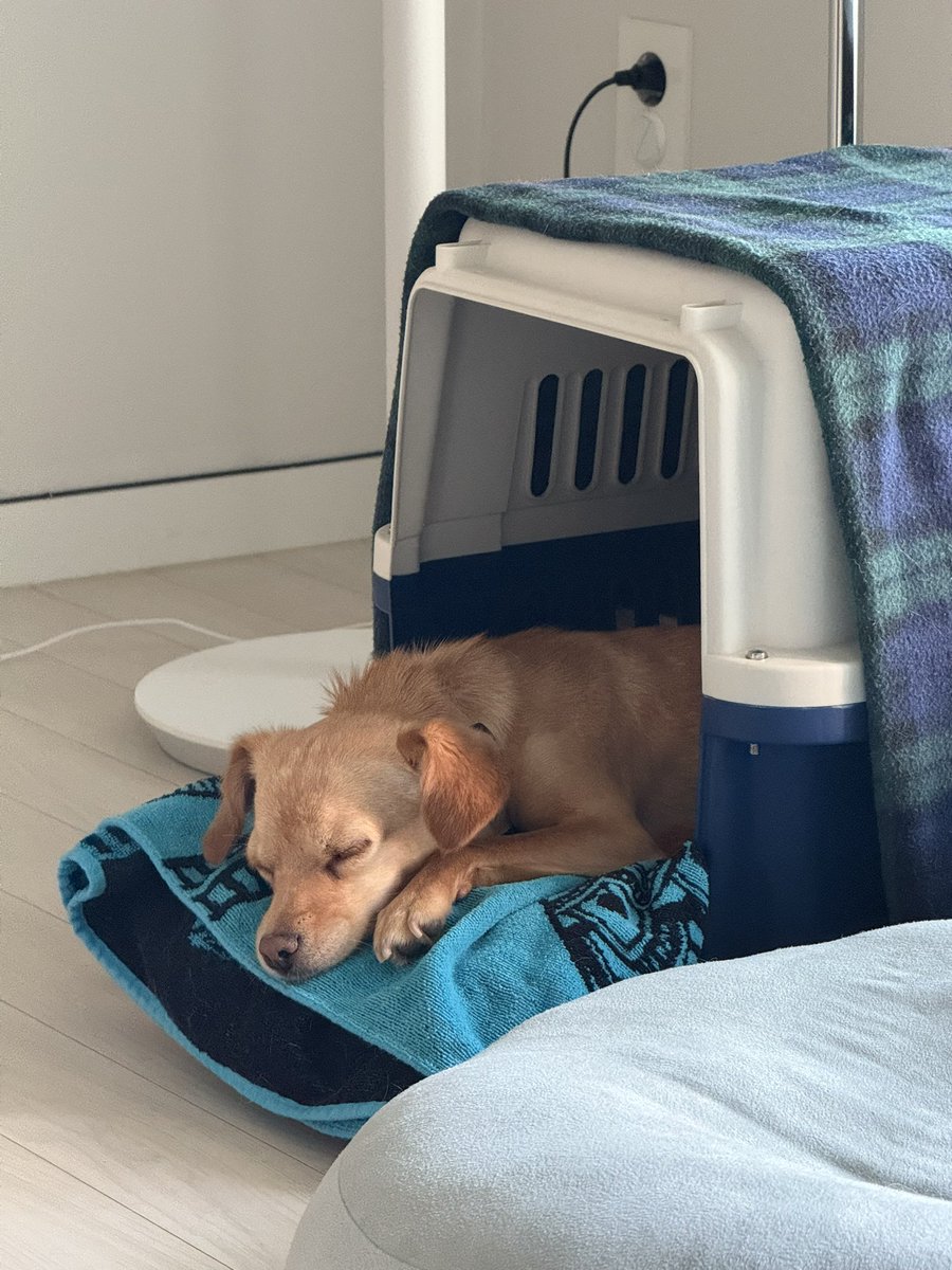 신나게 놀고, 집에서 밥 잘먹고 푸대푸대 순대푸대대 #순대가족찾아요