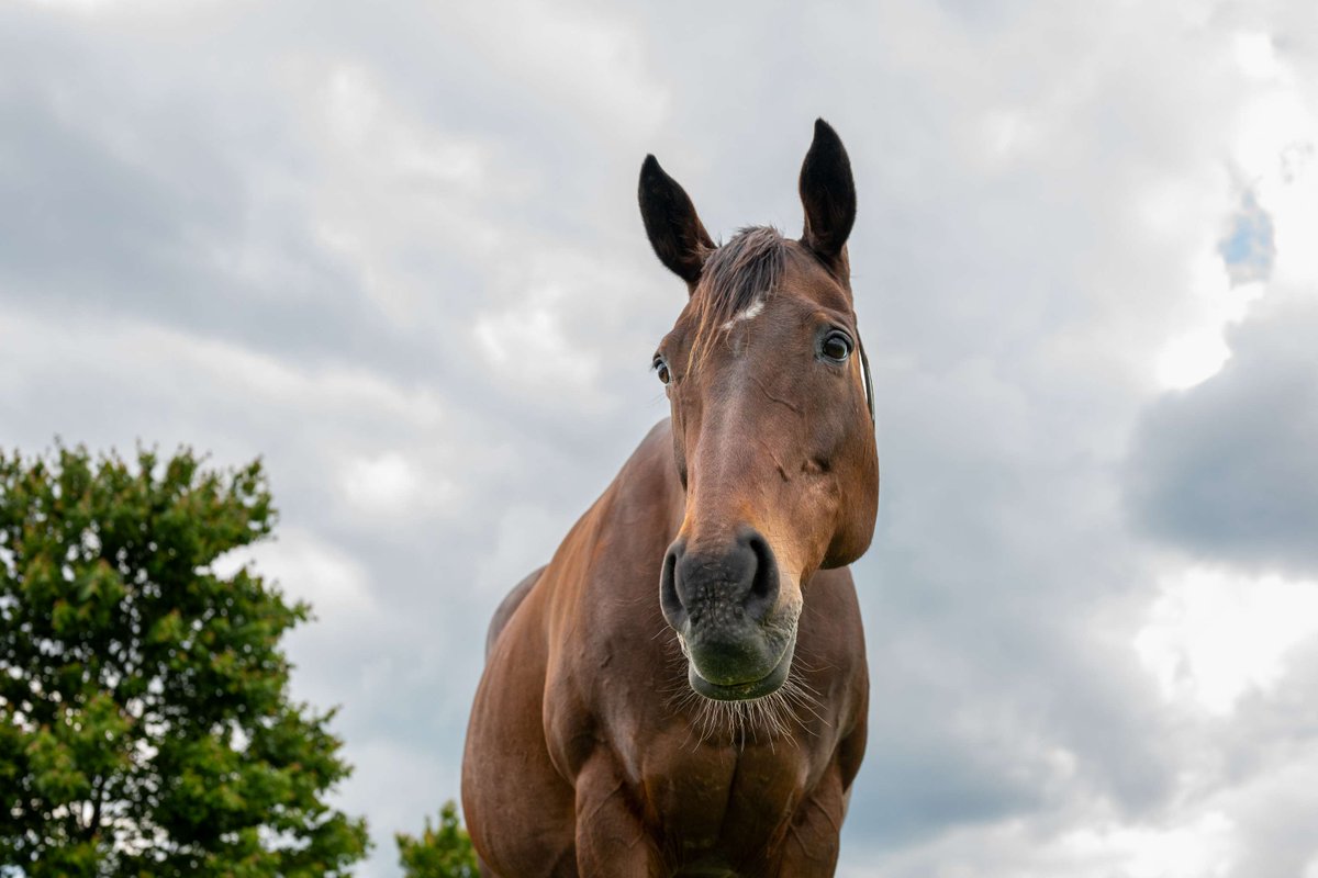 Imagine (Sadler’s Wells), winner of the '01 Irish 1000 Guineas &amp; Epsom Oaks, pictured this week enjoying her retirement 👸 

Now 27, Imagine’s good health is a testament to the top-class care lavished on her by the dedicated team <a href="/coolmoreamerica/">Coolmore America</a> 💙

#Coolmore #HomeOfChampions