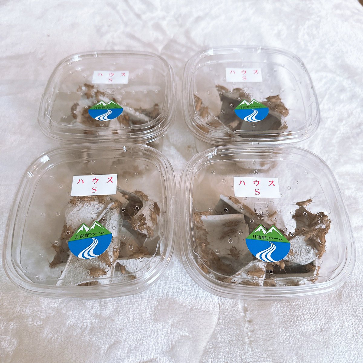 #アクバス 楽しかった...たぶん編③

イベントへ行ったら、必ず買って帰ると言うのも過言では無いコオロギ🦗
小林昆虫＠kobayashikonchu さんから、月夜野ファームさんの一番需要性のあるサイズのイエコさんを4パック！
これでも、あっちゅう間に無くなるだろうなぁ😅💦