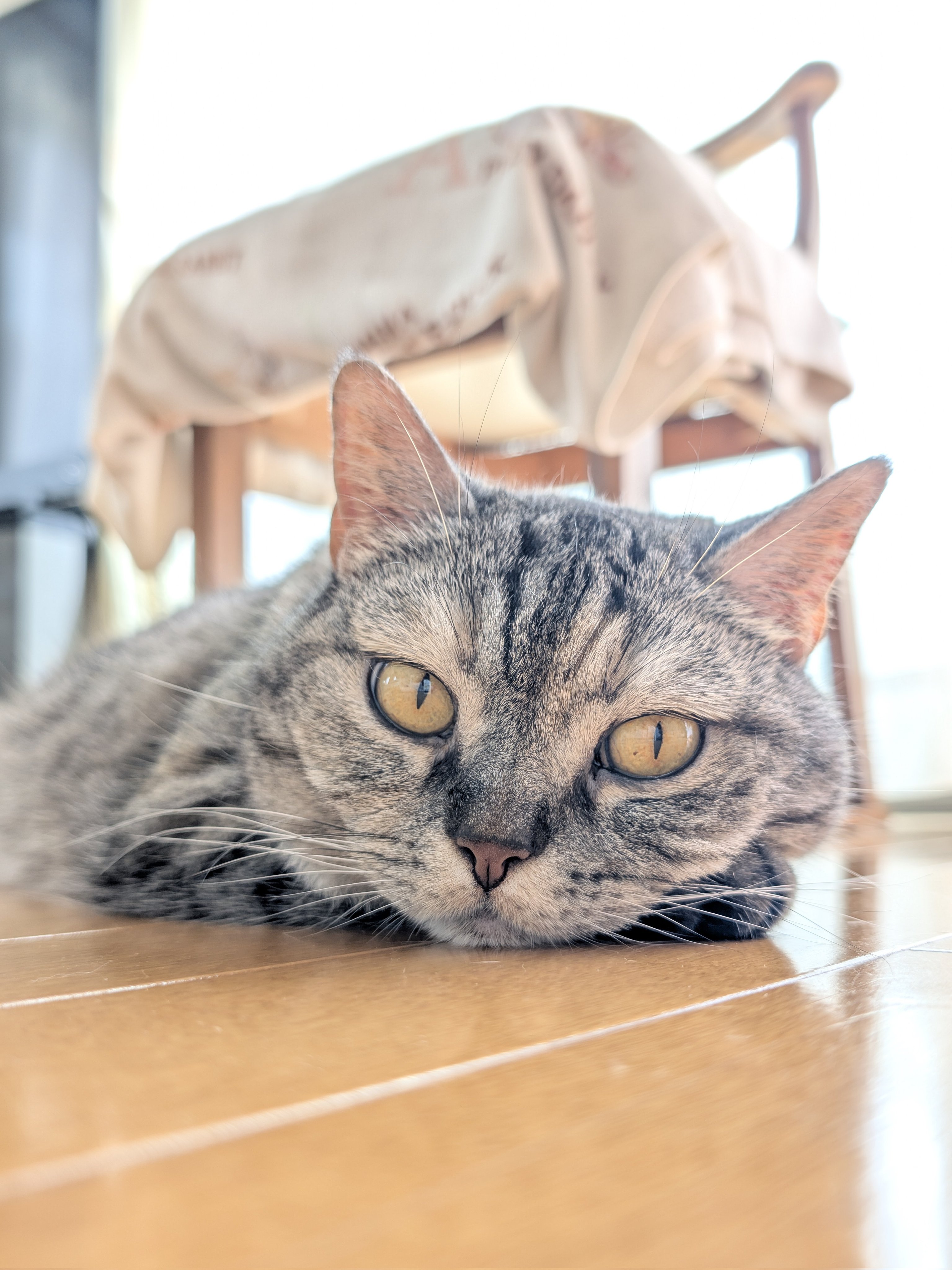 独特の素材 ねこさん⚡(ΦωΦ) on X:  コレクション