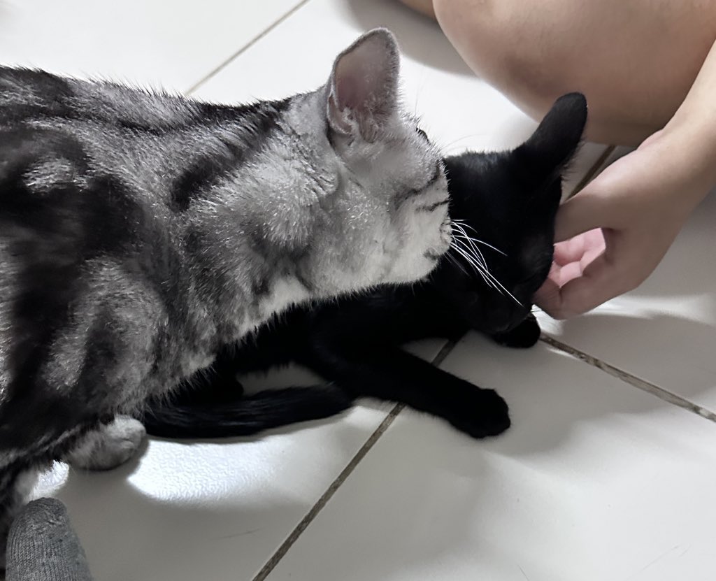 งาดำไปบ้านใหม่แล้วววววววววว 🥹🐈‍⬛💖 ที่บ้านใหม่ใจดีมากๆๆๆๆๆๆ ดีใจจังที่งาดำมาอยู่ที่นี่ ขอให้งาดำเข้ากับพี่ๆไวๆๆๆๆ ขอบคุณทุกคนที่ช่วยรีทวิตบ้านให้งาดำ วันนี้งาดำมีบ้านที่อบอุ่นแล้วน้า ขอให้พี่ๆทุกคนสุขภาพแข็งแรงมีความสุขในทุกวันน้าค้า จากงาดำ🐈‍⬛💖
