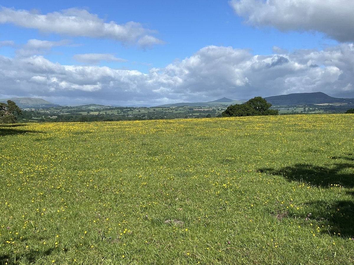 The year of the buttercup!