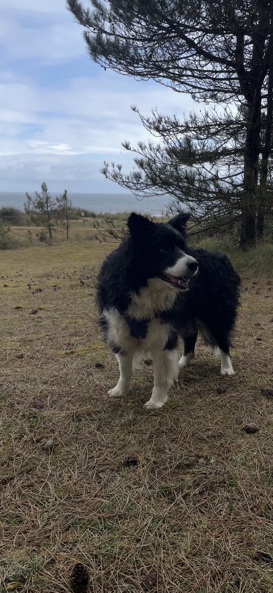 MollieC20's tweet image. Holme Next to Sea this morning sheltering from the ☔️ #Bordercollie #NorthNorfolkCoast