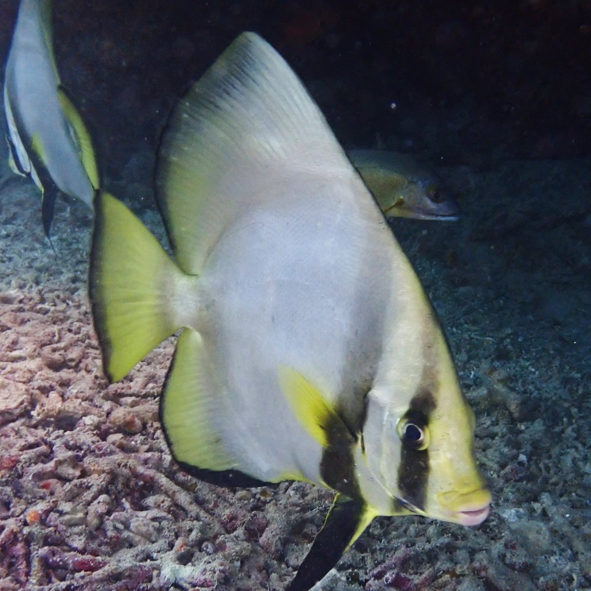 kachua_x's tweet photo. 優雅に泳ぐ#アカククリ
群れを成しているのもいいね
#duskybatfish
#ダイビング #スキューバダイビング
#石垣 #ishigakijima
#ダイブステーションゆいマーレ
#diving #underwater #DIVERMAG
#instadive #scubadiving
#underwaterphotography https://t.co/1d1r1DiInX