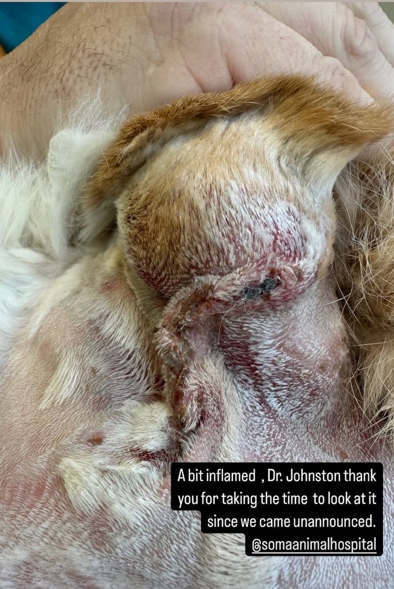 AThegreat100's tweet photo. Friends and Fur-fam. I am day two of recovery. I am eating like i should. I am a little beat up but I beat cancer.. I am completely clear now. #bunlife #bunny #rabbits #CuteAnimals #cute #pets #flemishgiants #rabbit #SanFrancisco #rallyrabbit https://t.co/p0wQqe9ISc