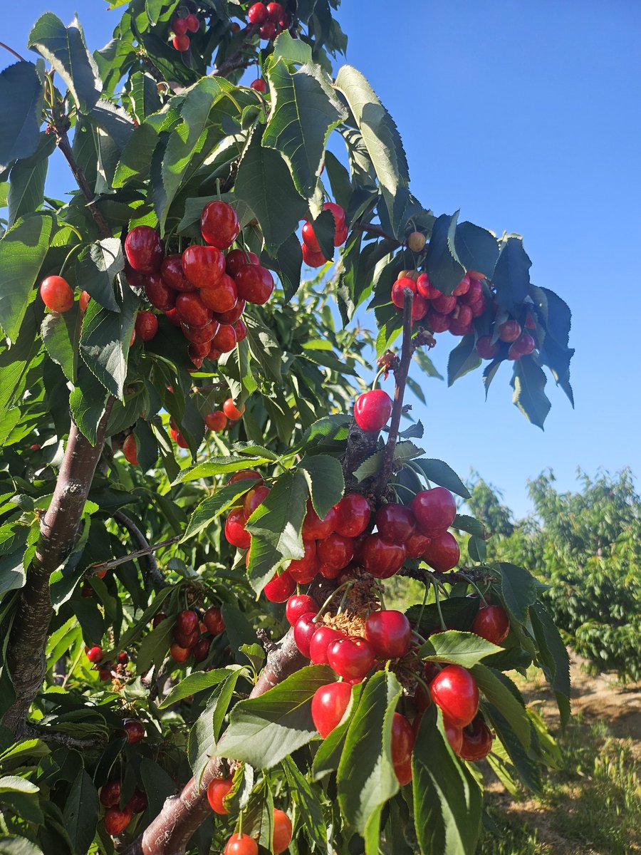 체리 시즌이 왔어요~~