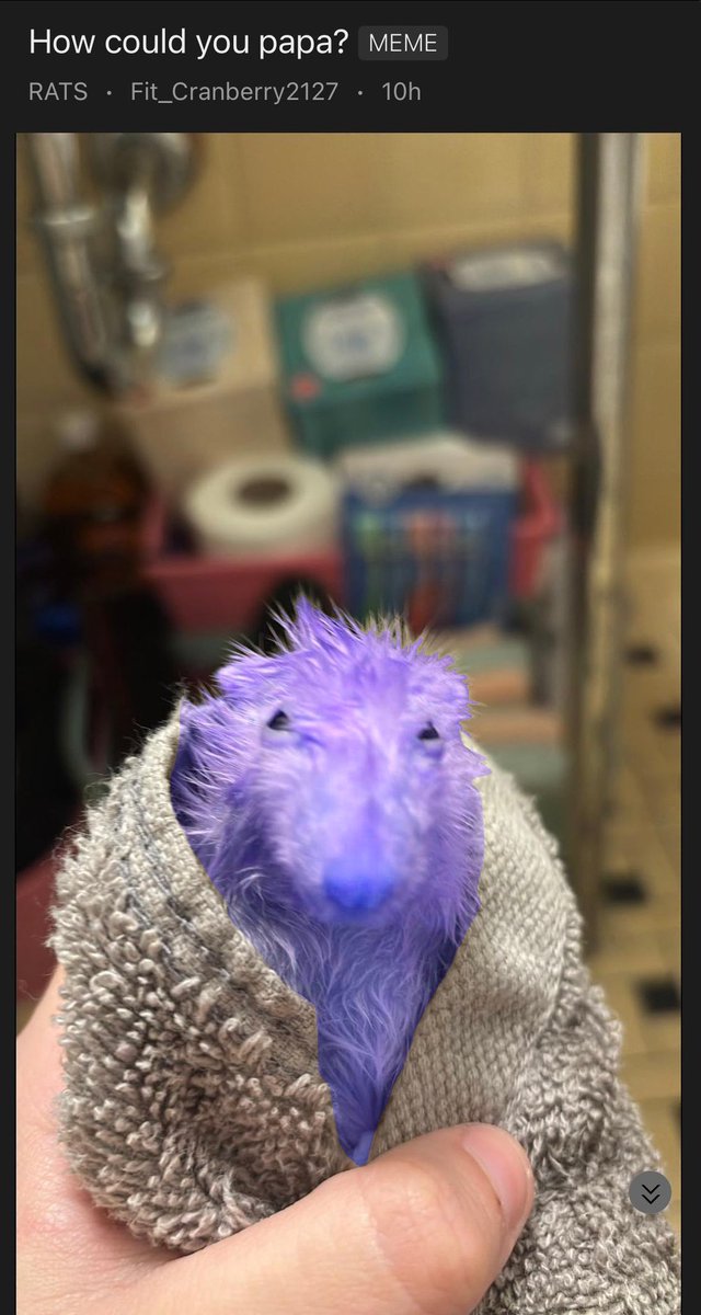 Good morning everyrat
I feel pain in muscle groups I didn't know existed