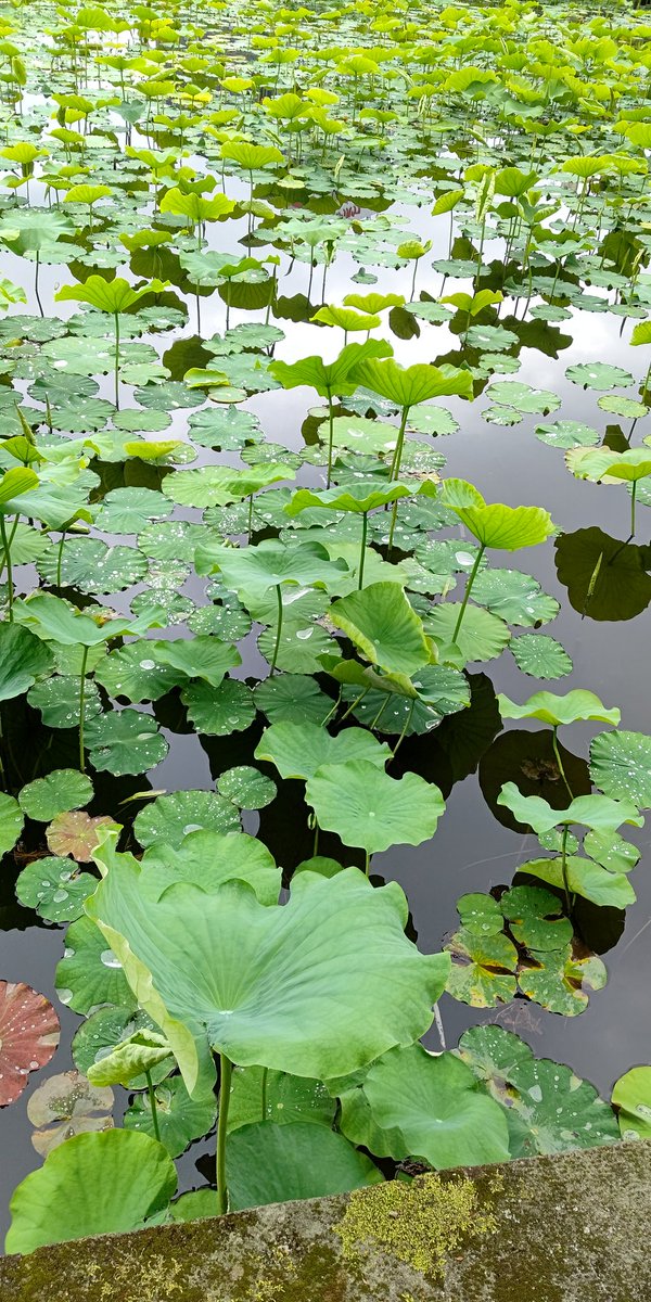 蓮に🐸なんて画は見かけない！