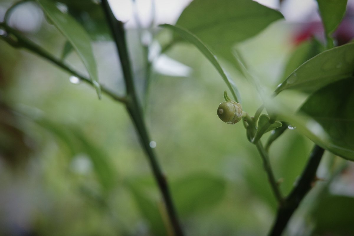 はじめて花が咲いたミカンの木に、ちっこいミカン！