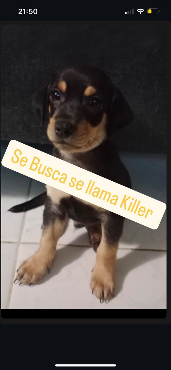 EmergenciasEc's tweet photo. #PerritoPerdido
Ayuden a compartir por favor, gracias https://t.co/0vRt3NwUTd
