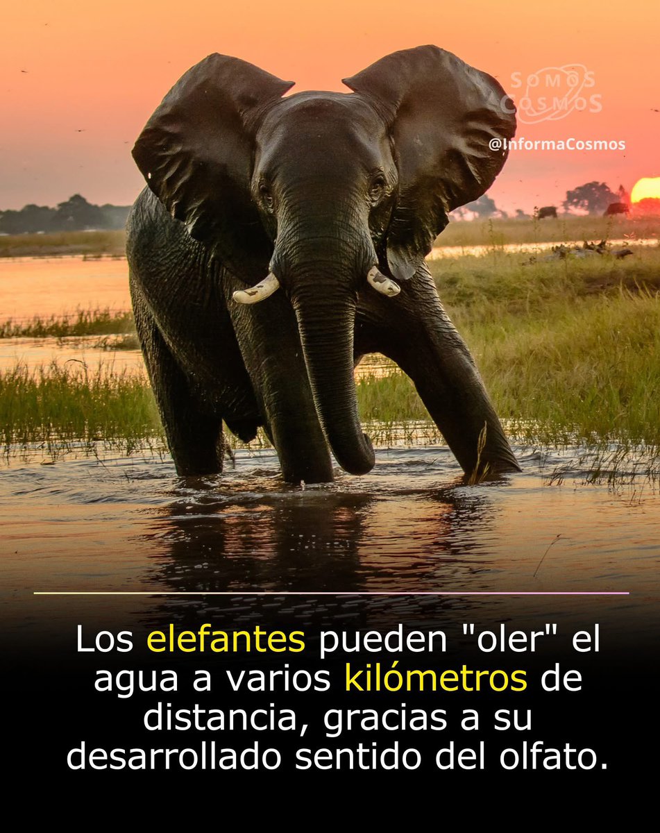 Los elefantes tienen un sentido del olfato increíblemente desarrollado, considerado uno de los mejores del reino animal. Gracias a esta habilidad, pueden detectar la presencia de agua a varios kilómetros de distancia, incluso si está bajo tierra o rodeada de vegetación. 

Esta