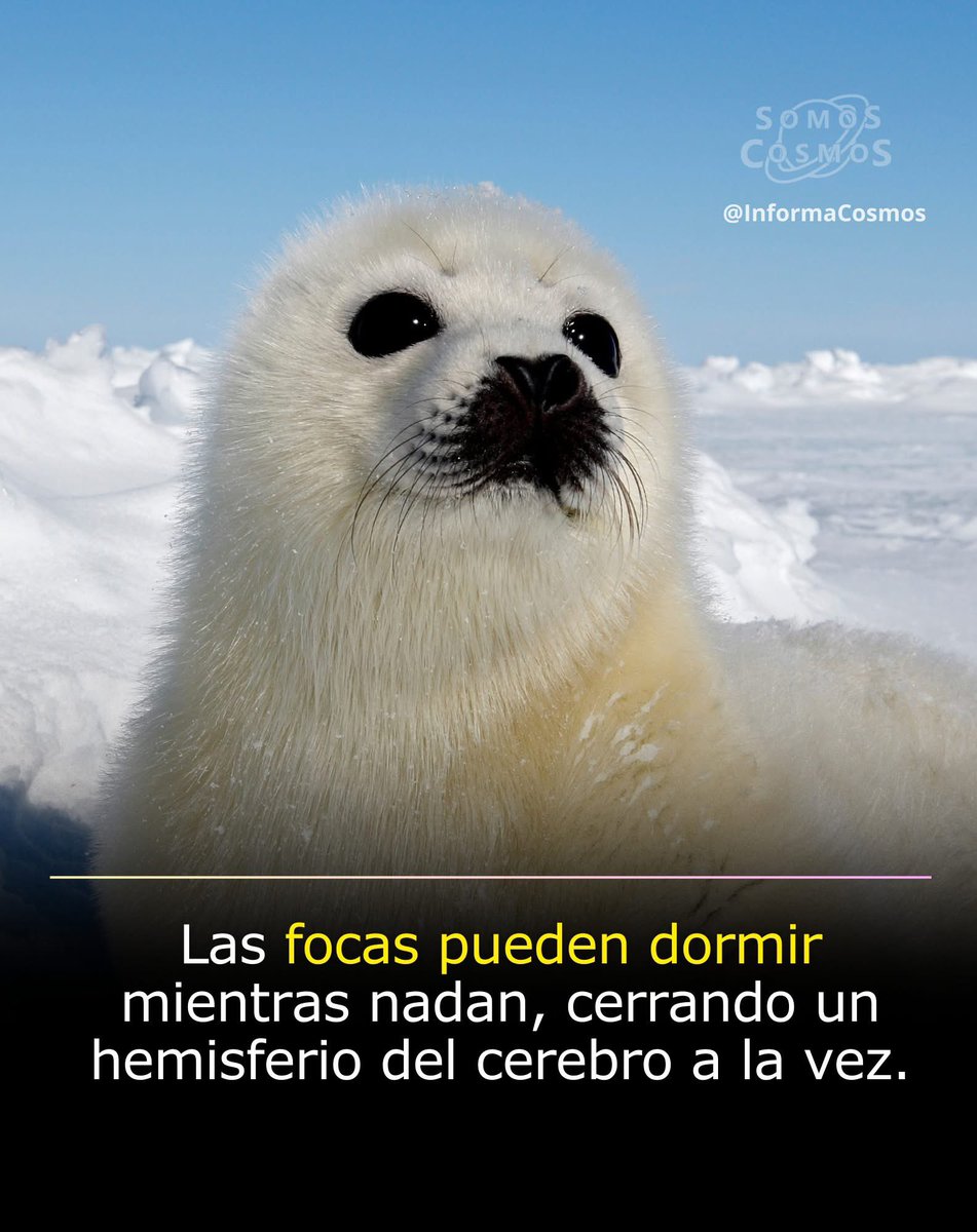 Las focas tienen una habilidad fascinante: pueden dormir mientras nadan en el océano. Para lograrlo, cierran solo un hemisferio del cerebro a la vez, mientras el otro permanece activo para que sigan flotando, respirando y detectando posibles peligros. 

Este tipo de sueño,