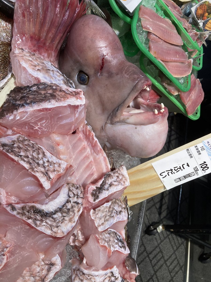 こぶ鯛の頭のこぶは食べられないのかな？