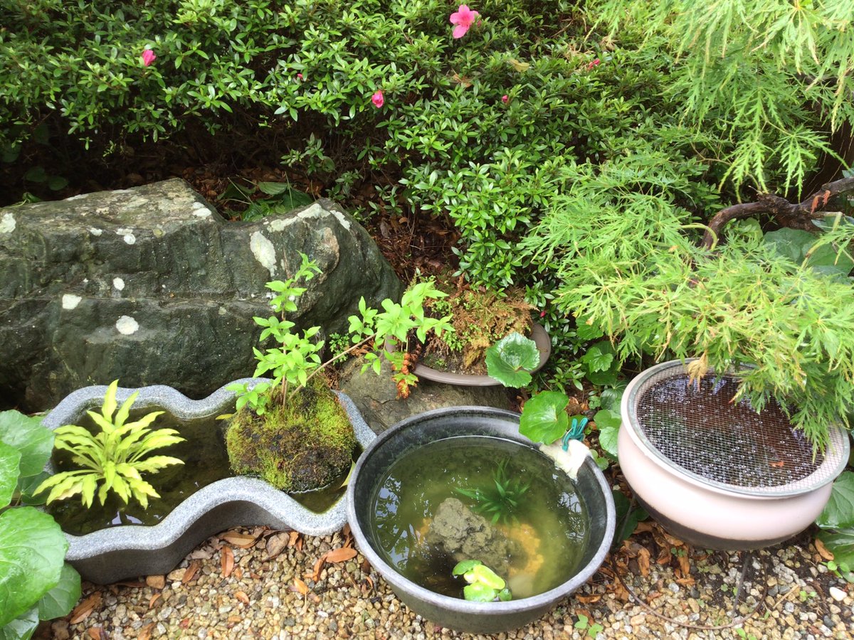 19451111's tweet photo. 20250525
昨夜は雨降りでしたが、今日は晴れて五月晴れ。
我が家の庭も緑一色になりました。 https://t.co/4A0eA1LaEx