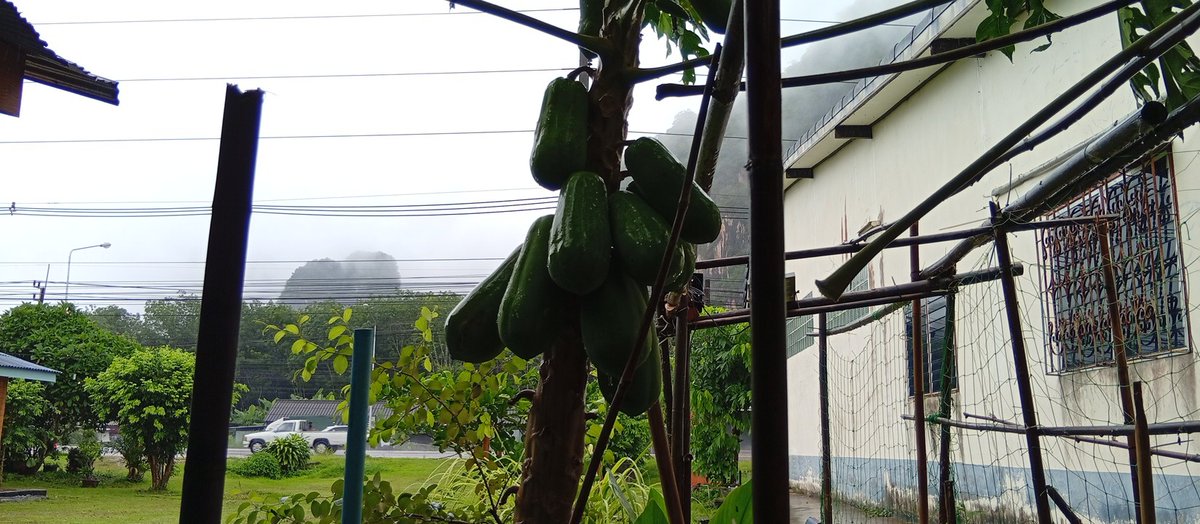 12.00 น.เมืองกระบี่ มีฝนต่อเนื่องตั้งแต่เมื่อคืน ลมกระโชกเป็นระยะๆ สวนหลวง ป่าแก่ ต้นไม้ล้มขวางถนน กำลังเคลียร์  <a href="/MrVop/">ѴѺҎ</a>