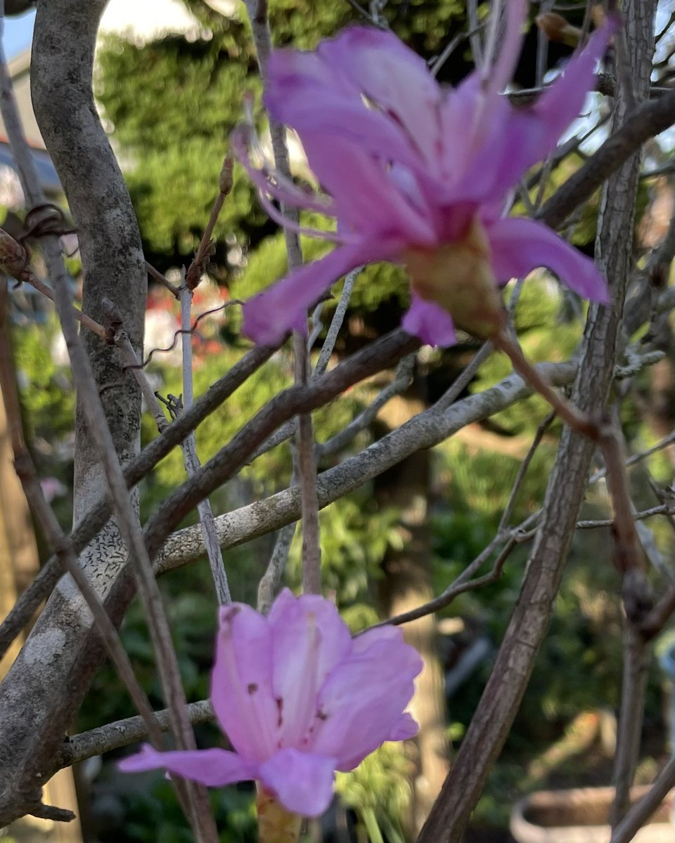 shiroganeyadd's tweet photo. 蚊のささぬふたりの蚊帳にさす朝陽
ぎこちなく探る少年花水木
月の波歩き始める次の凪
朝に残った家の鍵
月焼けの肌はすっかりきみどりの日
過去の追いつく黄昏れ時の
のびて踏み出す夏きたる
#remixed #JustAnotherVersion https://t.co/nsUTU7Ybjr