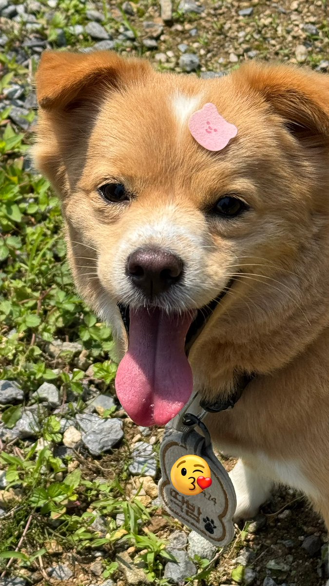 이마에 해충패치 붙인지도 모르고 헤헤