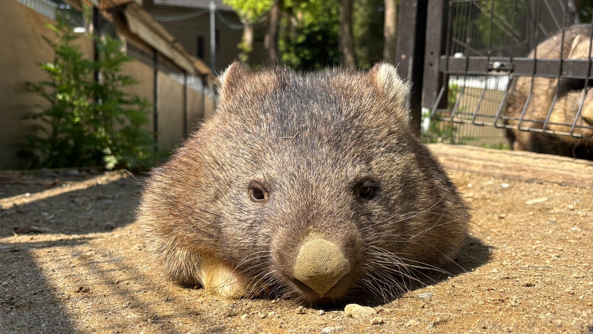 日向ぼっこでぺたっとなるユキ。 横から誰か覗いてる、、、？ ＃五月山