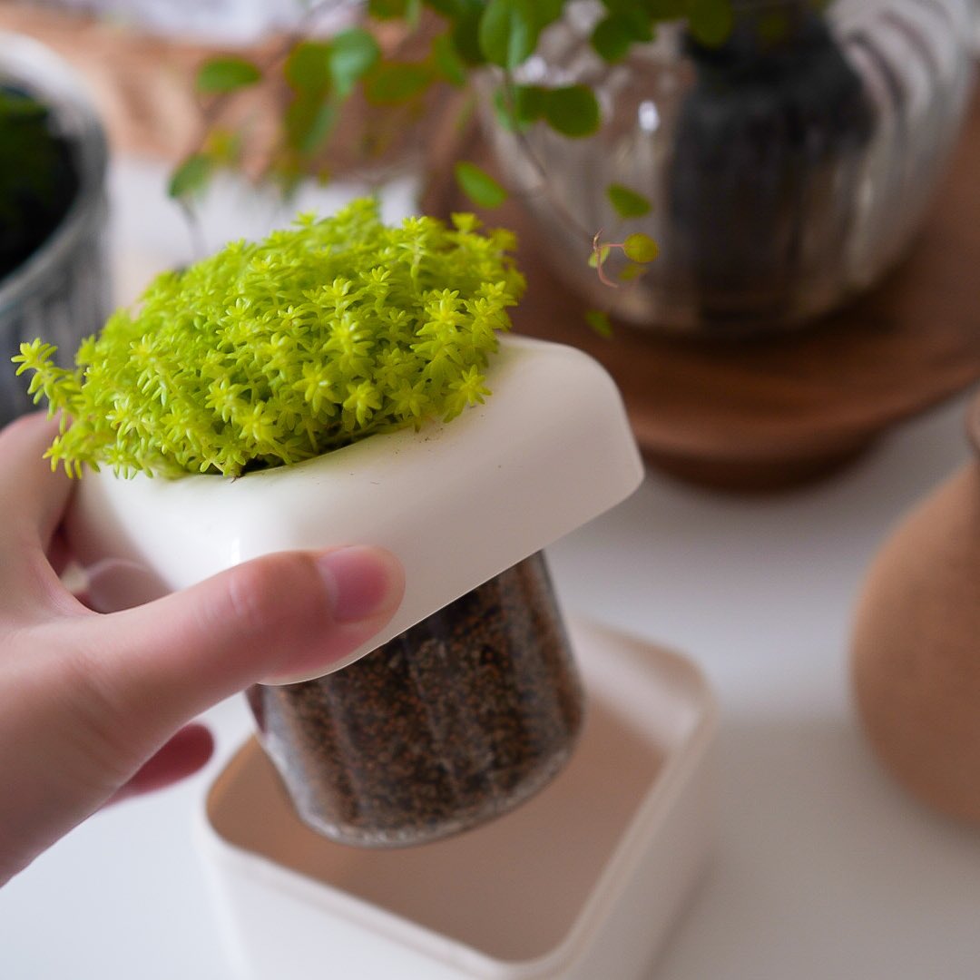 コエタスのモニターキャンペーンでいただいた多肉植物専用の室内用植木鉢サボテンハウス®についてのレビューです。
インテリアに溶け込むキューブ型の室内用植木鉢🌿初心者さんからベテランさんまで多肉植物の育成がぐっと手軽に！✨
#コエタス #PR #室内用植木鉢 #サボテンハウス