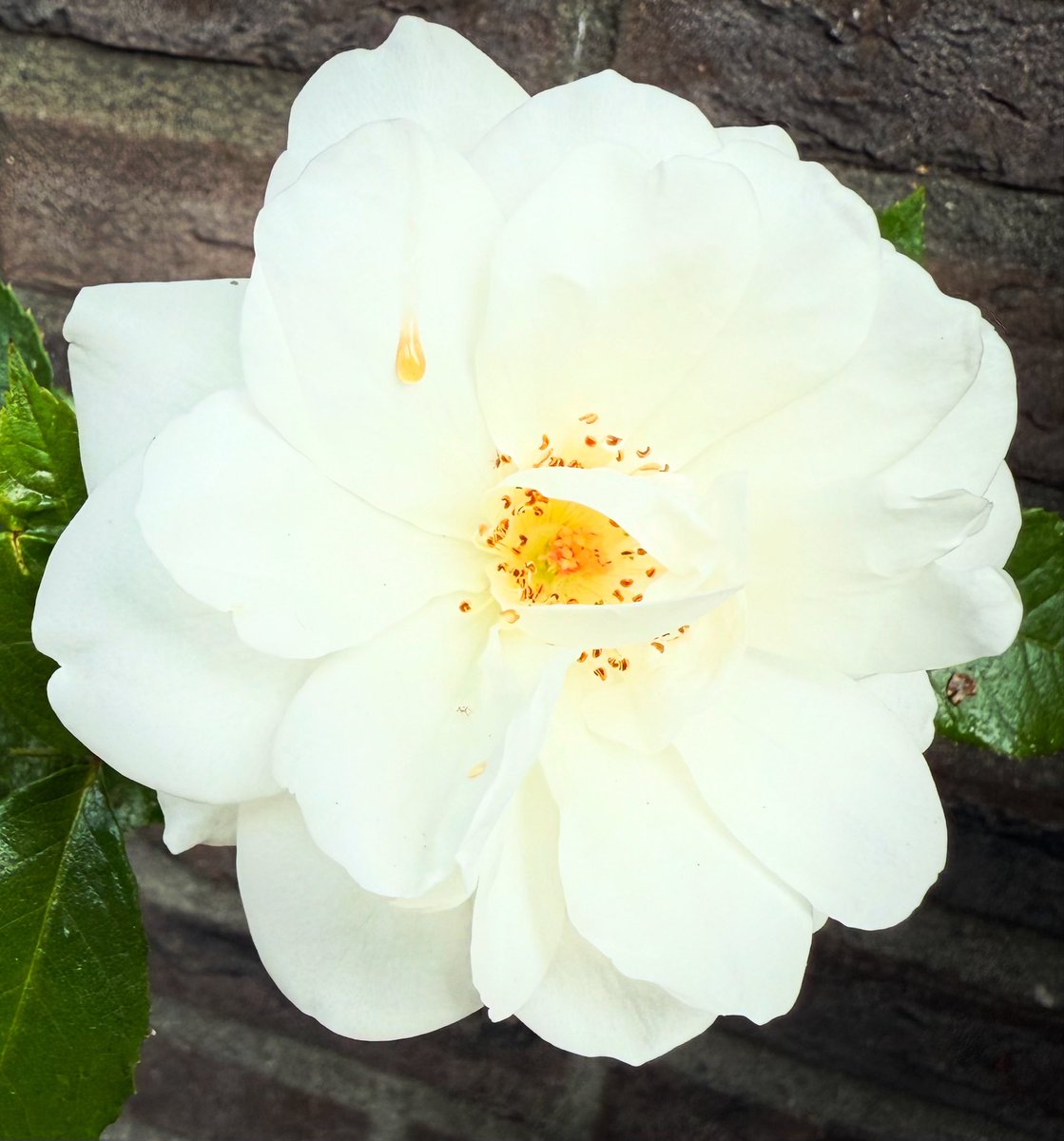 Paul Tekstra tweet media